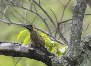 brasil-sedia-conferencia-mundial-de-conservacao-de-animais-silvestres