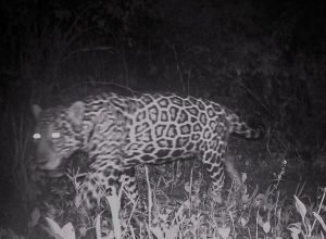 campo-grande-recebe-evento-sobre-conservacao-de-animais-silvestres