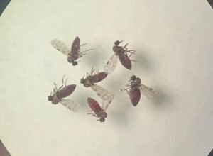 subnotificados,-casos-de-oropouche-atingem-2%-da-populacao-brasileira