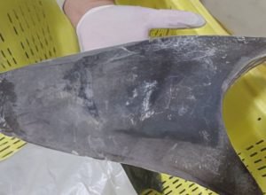 ibama-restringe-comercio-internacional-de-tubarao-azul