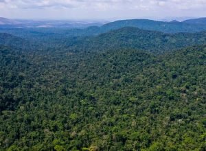 desmatamento-no-amazonas-caiu-32%-entre-agosto-e-fevereiro-deste-ano