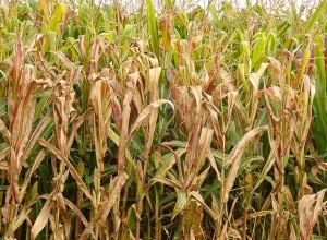 praga-do-milho-provoca-prejuizo-de-r$-33,6-bilhoes-por-ano