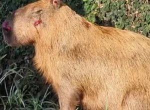 mprj-denuncia-agressores-de-capivara-na-ilha-do-governador-no-rio