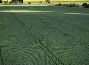 senado-aprova-plano-para-fabricacao-de-fertilizantes-no-brasil