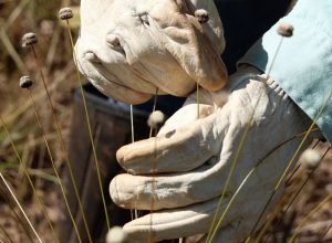 plantas-consideradas-extintas-sao-reencontradas-em-minas-gerais