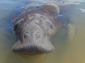 medidas-emergenciais-vao-proteger-peixe-boi-simbolo-da-biodiversidade