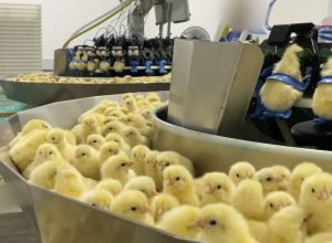 investigacao-expoe-trituracao-de-pintinhos-na-industria-de-ovos
