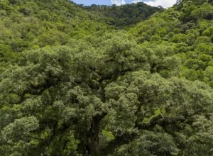 um-quarto-da-mata-atlantica-e-de-vegetacao-secundaria,-diz-mapbiomas