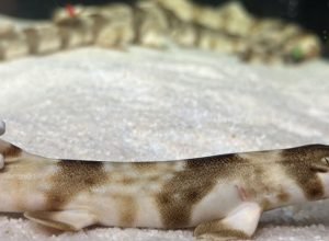 aquario-comemora-nascimento-de-tubaroes-em-cativeiro