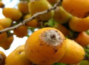 no-dia-da-caatinga,-viva-maria-faz-festa-no-sertao-ao-sabor-do-licuri