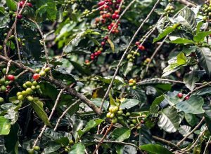 producao-de-cafe-devera-ser-de-55,7-milhoes-de-sacas-em-2025