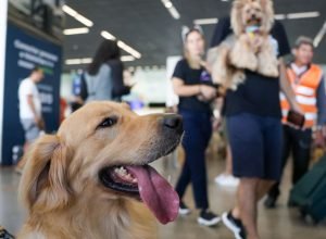 aereas-podem-se-negar-a-embarcar-animais-de-suporte-emocional,-diz-stj