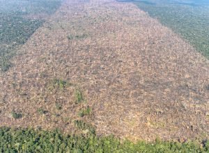 desmatamento-cai-30%-no-brasil-em-2024,-mostra-mapbiomas