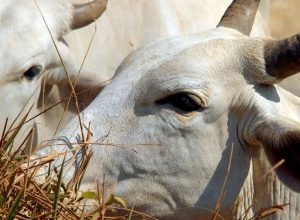 auditorias-apontam-avancos-no-controle-da-origem-da-carne-na-amazonia
