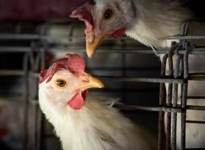 gripe-aviaria:-brasil-confirma-dois-focos-e-investiga-seis-casos