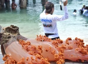 ambientalistas-se-mobilizam-para-retirada-de-coral-invasor-na-bahia
