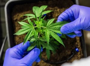 cultivo-de-cannabis-medicinal-pelo-agronegocio-e-destaque-em-congresso