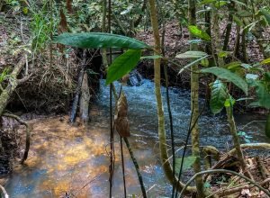 inscricoes-para-bolsa-de-estudos-na-area-de-agroecologia-vao-ate-sexta