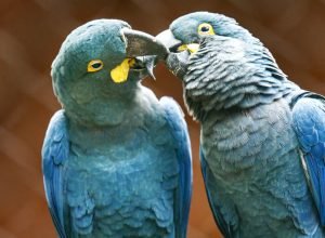 campanha-alerta-sobre-glamorizacao-de-animais-silvestres-online