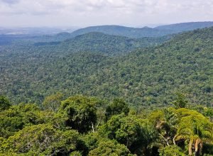 amazonia-precisa-de-83%-de-especies-preservadas-para-continuar-de-pe