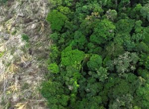 fundo-amazonia-vai-investir-r$-825-milhoes-em-acoes-do-ibama