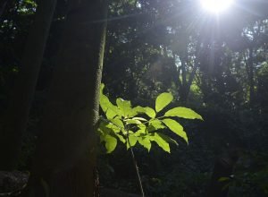 sesc-sao-paulo-tem-programacao-especial-na-semana-do-meio-ambiente