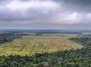 florestas-publicas-nao-destinadas-correm-risco-de-grilagem