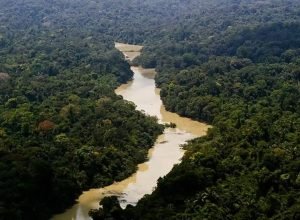 fundo-amazonia-aprova-mais-de-r$-1-bilhao-no-primeiro-semestre