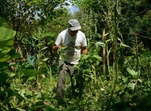 edital-seleciona-36-projetos-para-fortalecer-agricultura-familiar