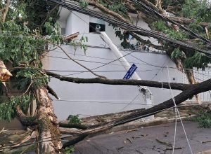 Queda de árvores Cemig-min