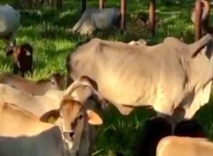Vacas