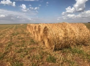 feno-soesp-em-MG-min